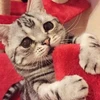 Xuất hiện trên Instagram do người chủ có tên Maggie Liu đăng tải, mèo Luhu luôn có đôi mắt nhìn xuống đất, thậm chí ngay cả khi người chủ của cô đã cho chơi nhiều trò chơi. (Nguồn: Dailymail)