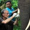 Chuyên gia điều trị sau khi cắt ngà cho voi Thoong Ngân. (Ảnh: Dương Giang/TTXVN)