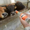 Một nông dân chăn nuôi bò ở thành phố Sâm Châu, tỉnh Hà Nam đã nổi tiếng khắp Trung Quốc sau khi anh tiết lộ bí quyết đặc biệt để duy trì đàn bò của mình khỏe mạnh và năng suất. (Nguồn: CCTVNews)
