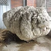 Chú cừu Chris trước khi cắt lông. (Nguồn: RSCPA ACT)