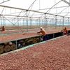Công nhân làm việc tại nhà máy thu mua-lên men hạt cacao. (Ảnh: Thế Anh/TTXVN) 