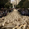 Những người chăn cừu Tây Ban Nha đã lùa 2.000 con cừu vào đường phố Madrid để biểu tình đòi quyền chăn thả và di cư cho loài cừu. 