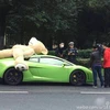 Bị cảnh sát phạt vì chở gấu trên xe Lamborghini.