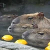 "Cuộc sống thượng lưu" tắm suối nước nóng của chuột lang