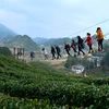 Một vườn chè ở công viên Xuann'en, tỉnh Hồ Bắc (Trung Quốc) đã làm một cây cầu từ 3 sợi dây thừng để giúp du khách dễ dàng chiêm ngưỡng cảnh tượng bao la của đồi chè. 