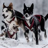 Khoảng 160 tay đua đến từ Nga, Phần Lan, Cộng hòa Séc, Slovakia, Litsva và Belarus đã tham gia vào cuộc thi dành cho những chú chó kéo xe có tên 'By the land of Sampo.'