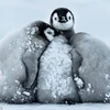 Ngộ nghĩnh những chú chim cánh cụt "ôm" nhau để chống rét