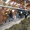 Pháp phát hiện trường hợp bò điên đầu tiên kể từ năm 2011