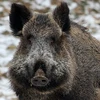 Nhật Bản đau đầu giải quyết nạn lợn rừng đột biến ở Fukushima