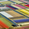 Cảnh cánh đồng hoa tulip nhìn từ trên cao, gần công viên Keukenhof, Lisse, Hà Lan. 