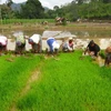 Myanmar đặt mục tiêu xuất khẩu 2 triệu tấn gạo trong tài khóa 2016