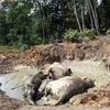 Các chú voi bị mắc kẹt trong ao bùn (Nguồn: Thestar.com.my)