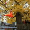 "Học trộm" bí kíp võ công trên chùa Thiếu Lâm