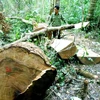 Hiện trường vụ phá rừng phòng hộ huyện Vĩnh Thạnh. (Ảnh: Nguyên Linh/TTXVN) 