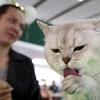Đến Saint Petersburg để ngắm chú mèo trị giá gần 24.000 USD