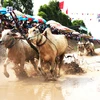 Về An Giang để chứng kiến lễ hội đua bò Bảy Núi