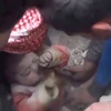 [Video] Em bé may mắn sống sót sau khi bị vùi dưới đống đổ nát ở Syria