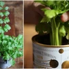 11 ý tưởng trồng rau "Thạch Sanh" tại gia tiết kiệm hay tuyệt vời 