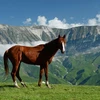 Một chú ngựa đứng trên bãi cỏ tuyệt đẹp ở làng Benoi, Cộng hòa Chechnya, Liên bang Nga.(Nguồn: sputniknews)