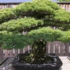 Chậu bonsai 390 tuổi hiện đang ở trong Vườn thực vật quốc gia ở miền Đông Bắc Washington (Mỹ). (Nguonf: jewishbusinessnews)