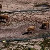 Những cánh đồng cỏ ở huyện Ninh Hải bị khô cạn vì hạn hán kéo dài. Đàn cừu nơi đây cũng trở nên xơ xác vì thiếu nước. (Ảnh: Trọng Đạt/TTXVN)
