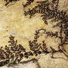 Montsechia Vidalii là loài cây có hoa đầu tiên trên thế giới. (Nguồn: ichef.bbci)