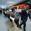 Một nhóm 10 thanh niên nam người nước ngoài dắt trâu đi dạo qua trung tâm thành phố Vũ Hán, Trung Quốc. (Nguồn: CCTVNews)