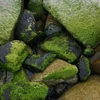 Theo người dân địa phương, từ khoảng thời gian sau tết Âm lịch, trên kè đá tại bờ biển khu vực này bỗng xuất hiện một bãi rêu xanh hoàn toàn tự nhiên. (Ảnh: Tùng Lâm/Vietnam+)