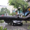 Một cây to bất ngờ đổ xuống đè bẹp chiếc xe ôtô biển 30Y-2891. (Ảnh: Minh Sơn/Vietnam+)