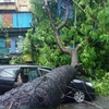 Gió hạ gục nhiều cây cổ thụ lớn gây nguy hiểm cho các phương tiện lưu thông. (Ảnh: Minh Sơn/Vietnam+)