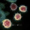 Virus SARS-CoV-2 gây bệnh COVID-19 soi trên kính hiển vi. (Nguồn: AFP/TTXVN)