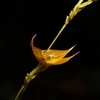Hình ảnh loài phong lan quý hiếm (Nguồn:Arabnews.fr)