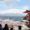Khách du lịch ngắm hoa anh đào ở Nhật Bản. (Ảnh: Kyodo News)