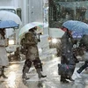 Tuyết rơi dày đặc tại Tokyo, Nhật Bản (Nguồn: Kyodo/TTXVN)