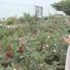 Vườn hoa của gia đình anh Nguyễn Văn Hoàng (thôn Hạ Lôi, xã Mê Linh, huyện Mê Linh, Hà Nội) "hồi sinh" đua sắc chào đón Tết Tân Sửu 2021. (Ảnh: Minh Nghĩa/TTXVN)