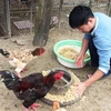 Người chăn nuôi Hà Tĩnh tích cực chăm sóc, tăng cường thức ăn, vệ sinh chuồng trại để con vật nuôi đặc sản kịp xuất chuồng dịp Tết. (Ảnh: Hoàng Ngà - TTXVN)