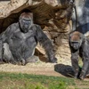 Một số con khỉ đột tại Sở thú San Diego đã xét nghiệm dương tính với Covid-19 vào tháng 1. (Ảnh: San Diego Zoo Global.)
