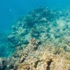 Rạn san hô Barrier ở Queensland, Australia, ngày 2/6/2021. (Ảnh: THX/TTXVN) 