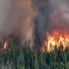 Tại tỉnh British Columbia, từ đầu mùa đến nay, 1.145 đám cháy đã thiêu rụi hơn 3.000 km2 rừng.(Nguồn: CBC.ca)