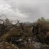 Cây cối bị thiêu rụi trong đám cháy rừng tại Cuglieri, Sardinia, Italy. (Ảnh: AFP/TTXVN)