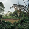 Một góc rừng nhiệt đới tại Cộng hòa Dân chủ Congo. (Ảnh: DeAgostini/Getty Images)