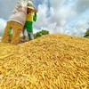Thu hoạch lúa Hè Thu tại Cần Thơ. (Ảnh: Thanh Liêm/TTXVN) 