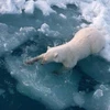 Băng tan tại Bắc Cực với tốc độ nhanh do hiện tượng thời tiết nóng lên trên toàn cầu. (Ảnh: AFP)