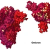 Đột biến trong protein gai của biến thể Omicron. (Ảnh: New York Times) 