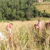Bà con, họ hàng đổi công tuốt lúa rẫy cho nhau để thu hoạch vụ mùa được nhanh và tránh lúa chín rụng trên rẫy. (Ảnh: Phan Sáu/TTXVN)
