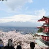 Khách du lịch ngắm hoa anh đào ở Nhật Bản. (Ảnh: Kyodo News) 