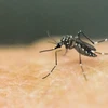 Muỗi vằn có mặt ở hơn 120 quốc gia và khiến hàng triệu người nhiễm bệnh mỗi năm. (Nguồn: theguardian.com) 