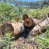 Lâm Đồng: Khẩn trương điều tra vụ triệt hạ gần 2ha rừng thông Đà Lạt