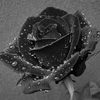 Hoa hồng đen.(Nguồn: Reuters)