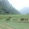 Đàn ngựa được chăn thả tự do trên Thảo nguyên Đồng Lâm. (Ảnh: Anh Tuấn/TTXVN) 